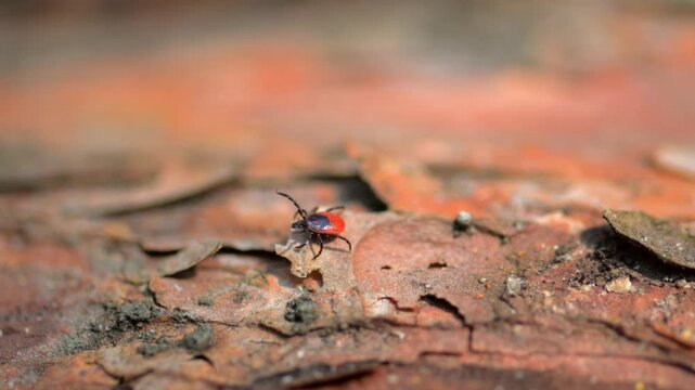 Red and black tick on tree bark close up