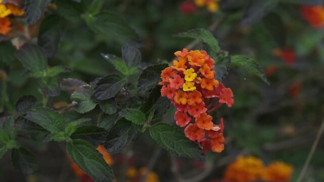 A vibrant close-up captures the intricate beauty of multi-colored Lantana flowers. Yellow, orange, and red petals burst forth from lush green foliage 