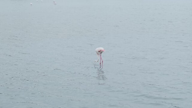 Gray flamingo feeding in a salt lake. Calp, Alicante, Spain
