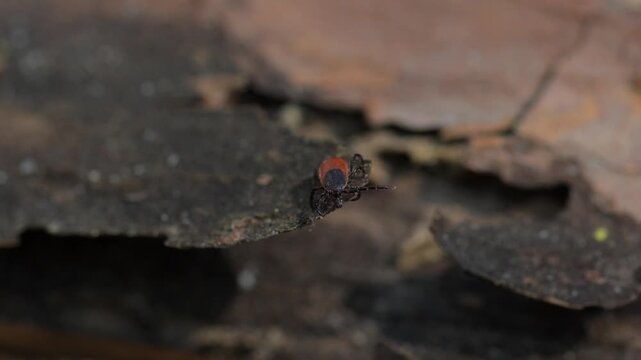 Red and black tick on tree bark close up