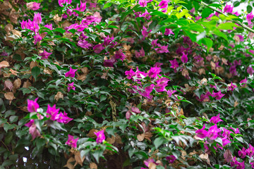 Fototapeta premium Lush bougainvillea blooms flourish under warm sunlight in a vibrant garden setting