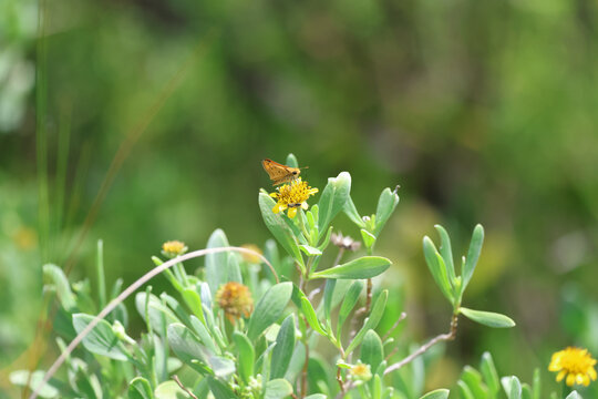 A fiery skipper butterfly on a sea oxeye flower
