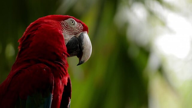 Close up red Macaw parrots portrait in Caribbean tropical forest. Playa del Carmen, Quintana Roo, Mexico. Borneo island fauna. Wild birds in natural habitat. Big beak parrot in wildlife, Indonesia