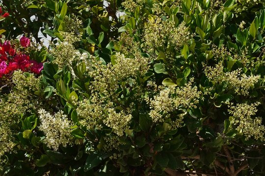 Wax leaf privet, or Ligustrum japonicum, plant and white flowers, in a garden in Athens, Greece