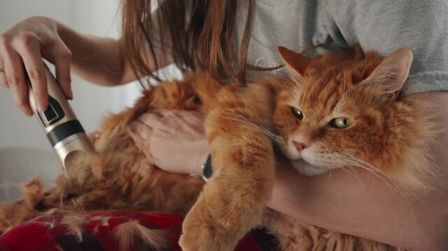 Grooming Fluffy Ginger Cat for Hot Summer Weather at Home