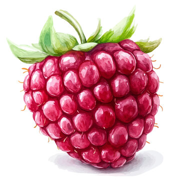 watercolor of Raspberry, vector, isolated on a white background.