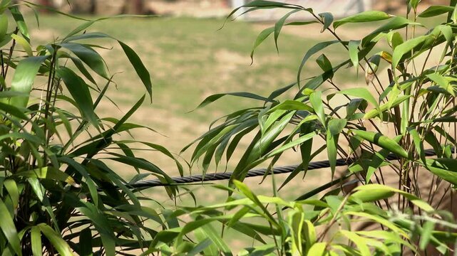 Elephant walking by in background of fence 4k
