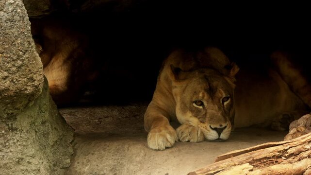 Lions in the African wild. Lionesses rest after a full meal in caves. Wild cat predator animals in natural habitat. Wildlife of Africa. Pride having rest. Savannah nature, animals hiding from sun