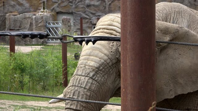 Dirty Elephant in cage 4k
