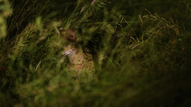 Close up of a serval (Leptailurus serval), a wild cat of south africa at night walking in grass. 