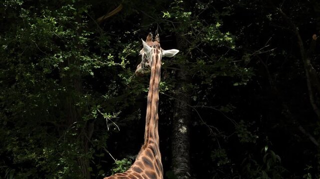Giraffe standing near forest trees 4k

