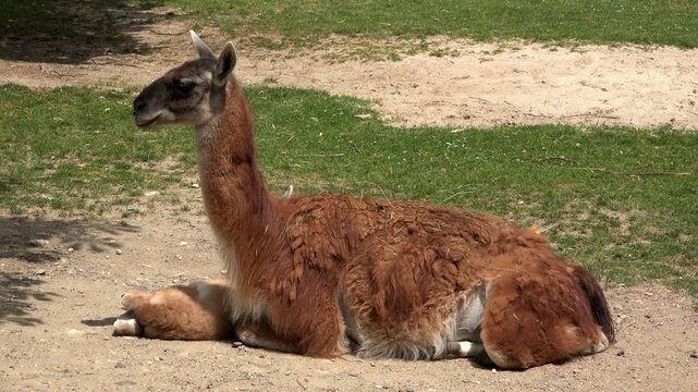 South American Camel at the zoo 4k
