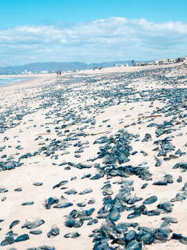 by the wind sailor velella velella sea raft purple sail jellyfish on los angeles beach california