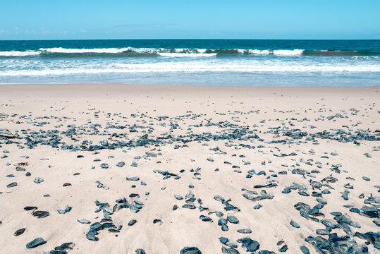 by the wind sailor velella velella sea raft purple sail jellyfish on los angeles beach california