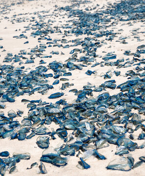 by the wind sailor velella velella sea raft purple sail jellyfish on los angeles beach california