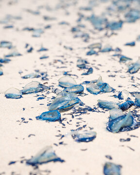 by the wind sailor velella velella sea raft purple sail jellyfish on los angeles beach california