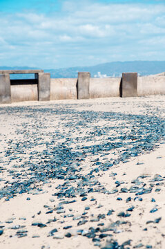 by the wind sailor velella velella sea raft purple sail jellyfish on los angeles beach california