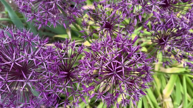 Giant allium flowers growing in a garden.