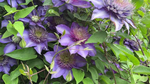 Beautiful purple clematis flowers growing in a garden.