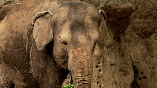 cute small elephant, epic portrait pretty new born baby calf in forest. herd family of African elephants grazing on grasslands of South Africa, revealing scale difference and growth from calf to bull