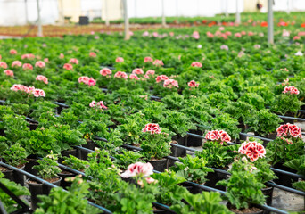 Naklejka premium Multicolored geraniums in pots arranged ready for sale in flower shop