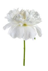 Obraz premium Peony isolated on white background. One big white peony flower cutout, elegant design. Beautiful blooming one flower head, bud, close up, macro shot, cut out. 
