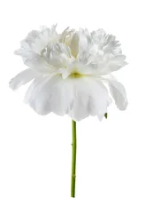 Peony isolated on white background. One big white peony flower cutout, elegant design. Beautiful blooming one flower head, bud, close up, macro shot, cut out.  © Subbotina Anna