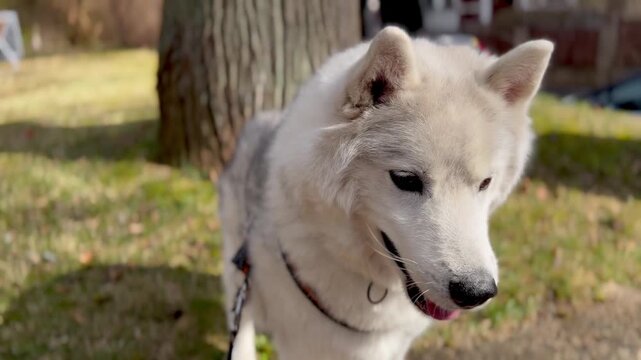 siberian husky