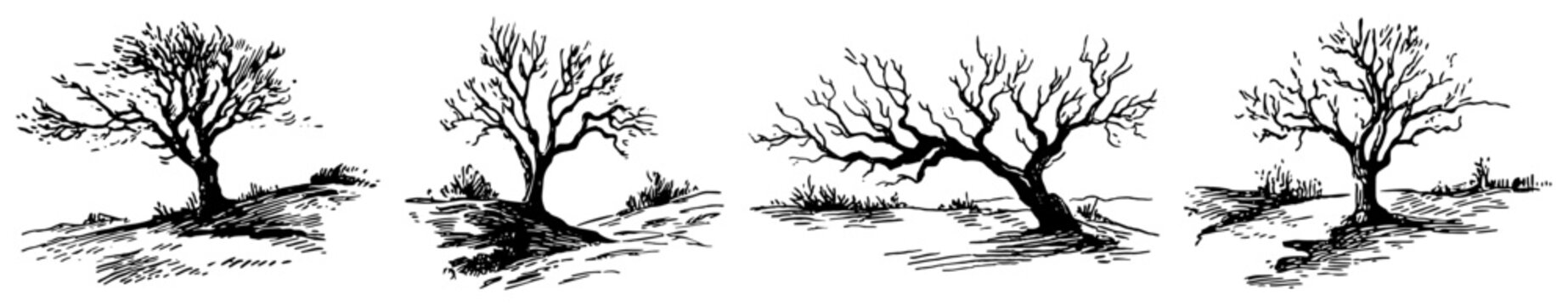 Bare winter trees with gnarled branches in hand drawn vintage sketch style