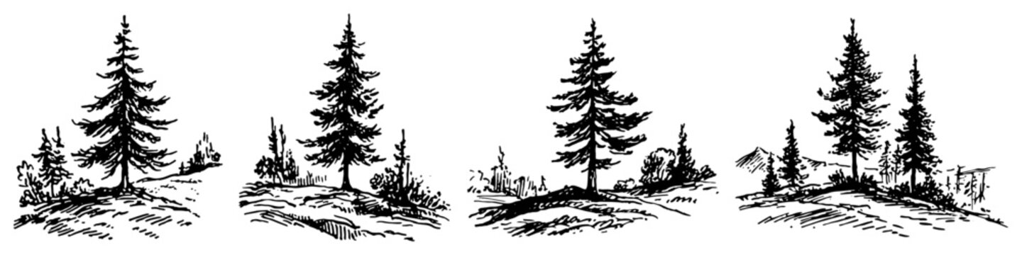 Spruce trees collection for forest landscape design in vintage engraving style