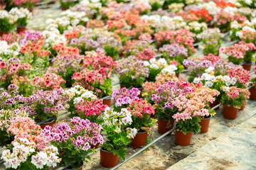 Geranium plant in pots and hanging planters, large number of potted plant seeding are sold in store. Varieties of flowering geranium bushes are presented in store. . © JackF