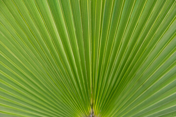 Fototapeta premium Palmblatt (Arecaceae)