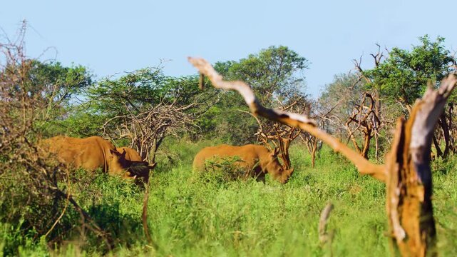 Slow motion footage a Herd of black rhinoceros (Diceros bicornis) passing through the camera.
