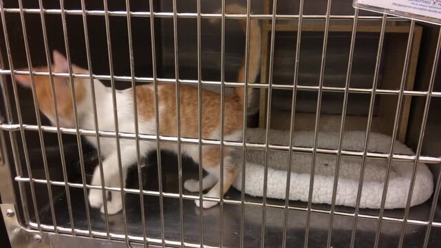 Kitten in cage walking back and forth
