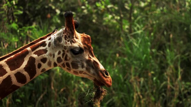 baby giraffe chewing grass in early morning light. Giraffe in Kruger National Park, South Africa, Namibia. Amazing scene on safari watching wild animals. Concept of wildlife, nature, africa.