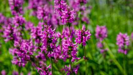 Obraz premium Purple flowers bloom in a field under the bright sunlight during springtime in a rural area