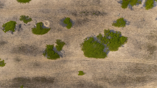 Aerial view of scattered green bushes on dry sandy terrain with visible tire tracks Badagry, Lagos, Nigeria.