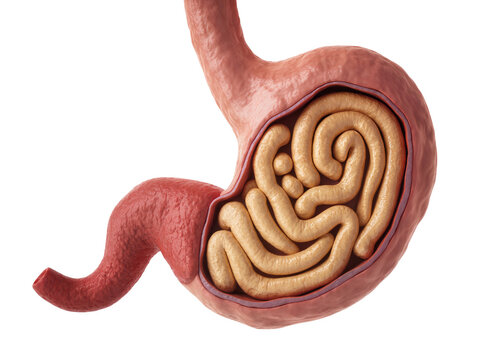 Isolated detailed 3D illustration of human stomach and coiled small intestine, anatomical view