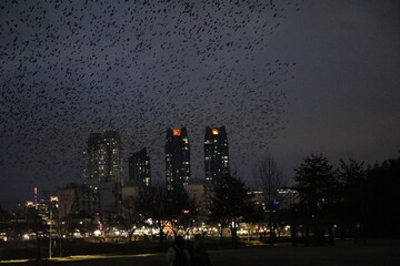 Massive flock of rooks flying over the city skyline at sunset. © 현호 정