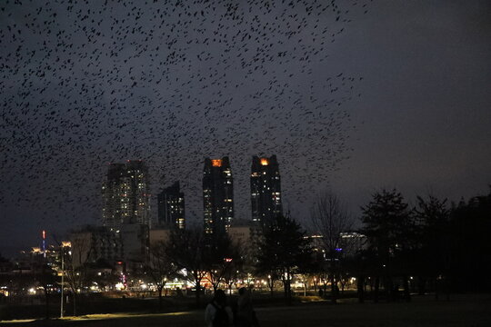 Massive flock of rooks flying over the city skyline at sunset.