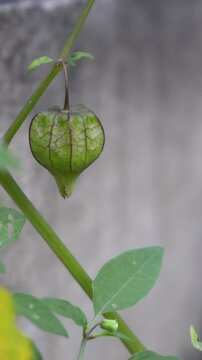 Look beautiful of ground cherries with green color on tree