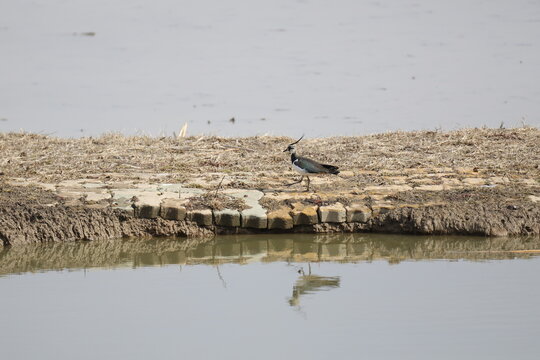 Northern Lapwing taking a graceful step in the wetland field. 2