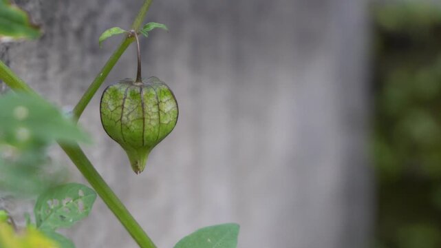 Look beautiful of ground cherries with green color on tree