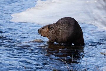 Naklejka premium Beaver sitting next to a sheet of ice 