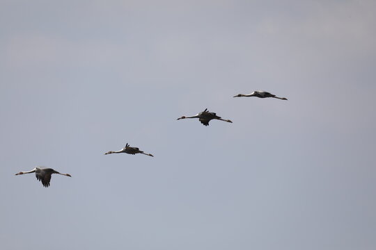 Spectacular flock of endangered White-naped Cranes flying in formation. 4