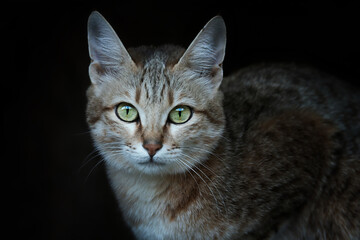 Arabian wildcat, Felis silvestris Gordon, is a rare subspecies of wild cats © Sangur