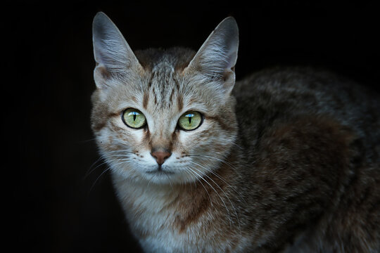 Arabian wildcat, Felis silvestris Gordon, is a rare subspecies of wild cats