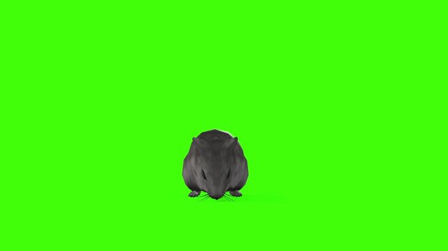 4k long tail Rat Rodents idle loop front view animation on isolated Green Screen Animal, 3D Realistic mice, mouse attention standing rendering on the chroma key, video for your rhymes, stories