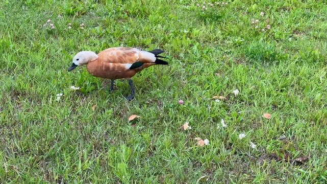Orange shelduck eats bread on grass, close-up sequence showing duck pecking crumbs across lush green lawn, calm daylight, vivid