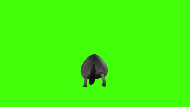 4k long tail Rat Rodents run cycle loop back tail view animation on isolated Green Screen Animal, 3D Realistic mice, mouse fast running rendering on the chroma key, video for your rhymes, stories